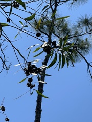 Acacia auriculiformis