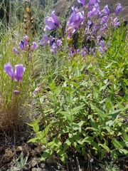 Penstemon venustus