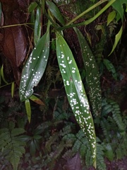 Maxillaria pseudoreichenheimiana
