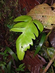 Tectariaceae