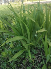 Tracheophyta