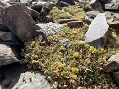 Podistera nevadensis