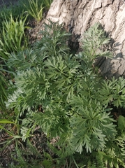 Artemisia absinthium