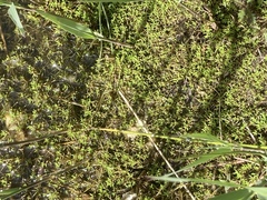 Crassula helmsii