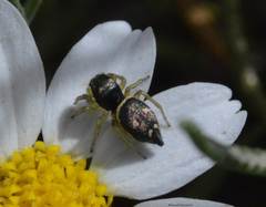 Heliophanus apiatus
