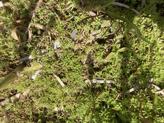 Crassula helmsii