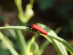 Benibotarus alternatus