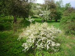 Spiraea cinerea