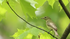 Vireo philadelphicus