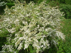 Spiraea cinerea