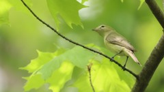 Vireo philadelphicus