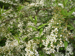 Spiraea cinerea