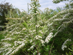 Spiraea cinerea