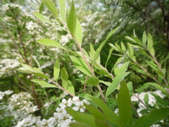Spiraea cinerea