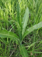 Cirsium arvense