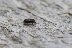 Taphrorychus bicolor