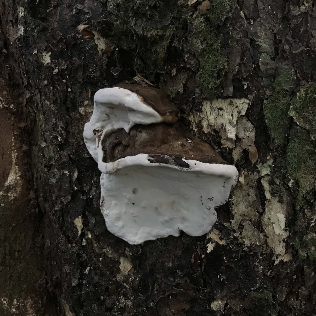 Ganoderma australe · May 2022 · photo: © cristianriquelme (iNaturalist, cc-by)