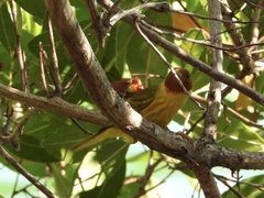 Setophaga petechia bryanti