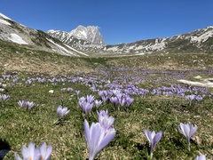 Crocus neapolitanus