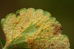 Puccinia eatoniae