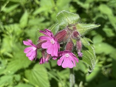 Silene dioica