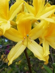 Rhododendron luteum