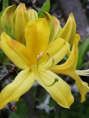 Rhododendron luteum