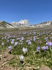 Crocus neapolitanus