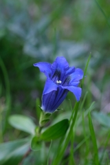 Gentiana acaulis