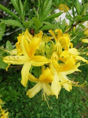 Rhododendron luteum