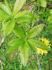 Rhododendron luteum