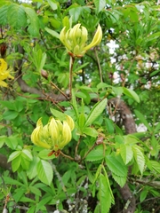 Rhododendron luteum