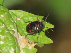Eurydema oleracea