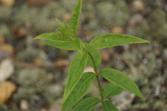 Lysimachia vulgaris