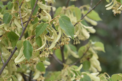 Tilia americana mexicana