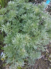 Artemisia absinthium