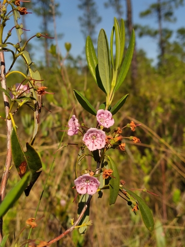 Image of Kalmia carolina by (c) Scott Ward, some rights reserved (CC BY)