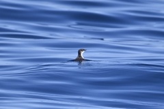 Synthliboramphus scrippsi