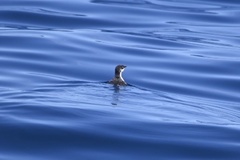 Synthliboramphus scrippsi