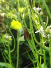 Cauchas rufimitrella