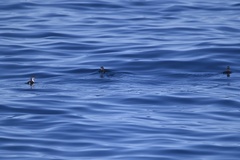 Synthliboramphus scrippsi