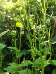 Cauchas rufimitrella