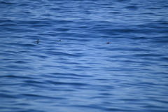 Synthliboramphus scrippsi