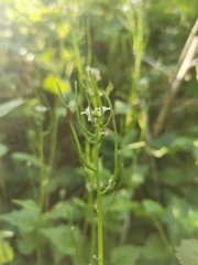 Cauchas rufimitrella