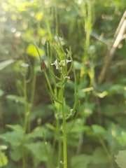 Cauchas rufimitrella