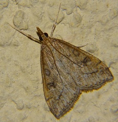 Lepidoptera