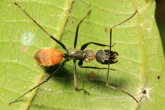 Camponotus rapax