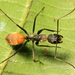 Camponotus rapax - Photo (c) Stephen Luk, some rights reserved (CC BY-NC), uploaded by Stephen Luk