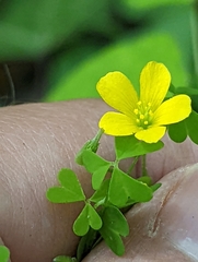 Oxalis florida