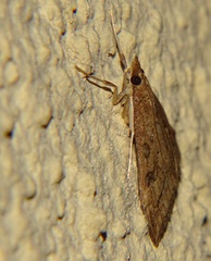 Lepidoptera
